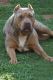 American Pit Bull Terrier Puppies for sale in Schertz, TX 78108, USA. price: $1,000