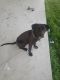 American Pit Bull Terrier Puppies for sale in San Marcos, TX, USA. price: $500