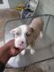 American Pit Bull Terrier Puppies for sale in 149 Rosalie Dr, Westwego, LA 70094, USA. price: $260