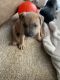 American Pit Bull Terrier Puppies for sale in Milwaukee, WI, USA. price: NA