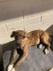 American Pit Bull Terrier Puppies for sale in Tempe, AZ, USA. price: $100