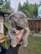 American Pit Bull Terrier Puppies for sale in U.S. Rt. 66, Albuquerque, NM, USA. price: $500
