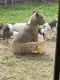 American Pit Bull Terrier Puppies for sale in San Marcos, TX, USA. price: $100