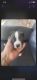 American Pit Bull Terrier Puppies for sale in Glendale, AZ, USA. price: $400