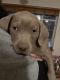 American Pit Bull Terrier Puppies for sale in 3530 San Pedro Dr NE, Albuquerque, NM 87110, USA. price: $350