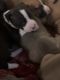 American Pit Bull Terrier Puppies for sale in Rusk, TX 75785, USA. price: $100