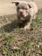 American Pit Bull Terrier Puppies for sale in Shreveport, LA, USA. price: $3,500