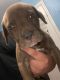 American Pit Bull Terrier Puppies for sale in New Orleans, LA, USA. price: $600