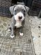American Pit Bull Terrier Puppies for sale in Windsor, ON, Canada. price: $2,000