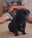 American Pit Bull Terrier Puppies for sale in Avondale, AZ, USA. price: $50