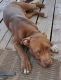 American Pit Bull Terrier Puppies for sale in Milwaukee, WI, USA. price: NA