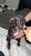 American Pit Bull Terrier Puppies for sale in Sioux Falls, SD, USA. price: NA