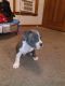 American Pit Bull Terrier Puppies for sale in Lowell, MA, USA. price: $600