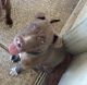 American Pit Bull Terrier Puppies for sale in Phoenix, AZ, USA. price: $100