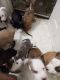 American Pit Bull Terrier Puppies for sale in Southaven, MS 38671, USA. price: $100