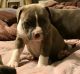 American Pit Bull Terrier Puppies for sale in San Antonio, TX, USA. price: $350