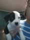 American Pit Bull Terrier Puppies for sale in Kearns, UT, USA. price: $100