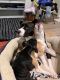 American Pit Bull Terrier Puppies for sale in New Orleans, LA, USA. price: NA