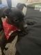 American Pit Bull Terrier Puppies for sale in Tempe, AZ, USA. price: $250