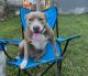 American Pit Bull Terrier Puppies for sale in Sidney, OH 45365, USA. price: NA