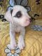 American Pit Bull Terrier Puppies for sale in Eatontown, NJ, USA. price: $1,200