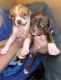 American Pit Bull Terrier Puppies for sale in Buffalo, OH, USA. price: $250