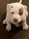 American Pit Bull Terrier Puppies for sale in Haslet, Texas. price: $300