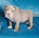 American Pit Bull Terrier Puppies for sale in Denver, Colorado. price: $500