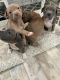 American Pit Bull Terrier Puppies for sale in Collins, Ohio. price: $100
