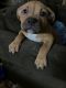 American Pit Bull Terrier Puppies for sale in Colorado Springs, Colorado. price: $800