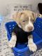 American Pit Bull Terrier Puppies for sale in Arlington, Texas. price: $250