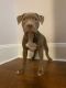 American Pit Bull Terrier Puppies for sale in Tinton Falls, NJ 07724, USA. price: $1,000