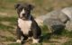 American Pit Bull Terrier Puppies for sale in San Antonio, Texas. price: $400