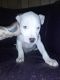 American Pit Bull Terrier Puppies for sale in Flint, MI 48506, USA. price: $250