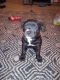 American Pit Bull Terrier Puppies for sale in Murray, Utah. price: $350