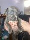 American Pit Bull Terrier Puppies for sale in Arlington, Texas. price: $100