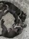 American Pit Bull Terrier Puppies for sale in Columbus, OH, USA. price: $300