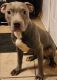 American Pit Bull Terrier Puppies for sale in Chicago Heights, Illinois. price: $400