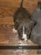 American Pit Bull Terrier Puppies for sale in Chicago, Illinois. price: $300