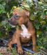 American Pit Bull Terrier Puppies for sale in Pompano Beach, FL 33060, USA. price: $200