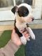 American Pit Bull Terrier Puppies for sale in Bell Gardens, California. price: NA