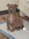 American Pit Bull Terrier Puppies for sale in Tampa, Florida. price: $400