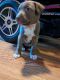 American Pit Bull Terrier Puppies for sale in Corpus Christi, Texas. price: $150