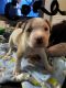 American Pit Bull Terrier Puppies for sale in Winchendon, Massachusetts. price: $950