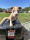 American Pit Bull Terrier Puppies for sale in Hineston, Louisiana. price: $450