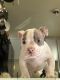 American Pit Bull Terrier Puppies for sale in Monrovia, California. price: $600