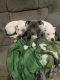 American Pit Bull Terrier Puppies for sale in Zanesville, OH 43701, USA. price: $100