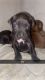American Pit Bull Terrier Puppies for sale in Cincinnati, Ohio. price: $250