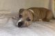 American Pit Bull Terrier Puppies for sale in Fort Collins, Colorado. price: $1,500