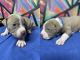American Pit Bull Terrier Puppies for sale in La Puente, California. price: $500